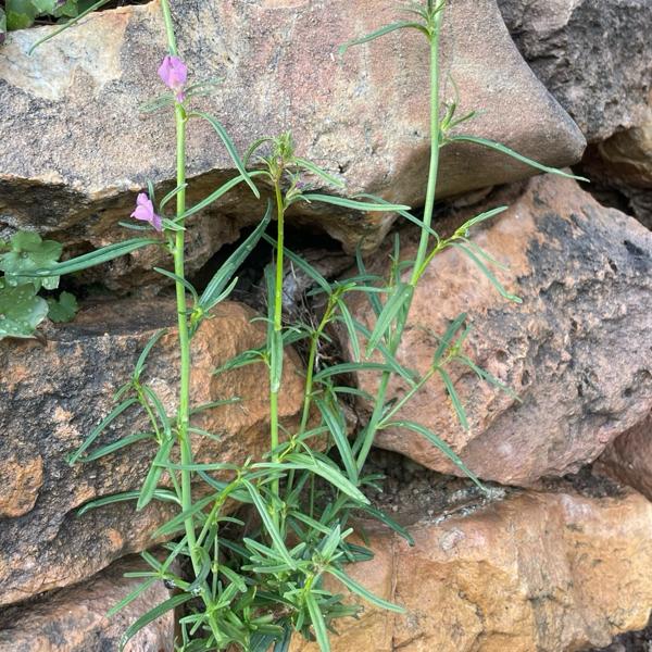 <h3><a href="/trips/ebro/biota/plantae/tracheophyta/magnoliopsida/lamiales/plantaginaceae/misopates orontium/misopates orontium-nl.html">Misopates&nbsp;orontium</a> / Weasel's‑snout / Akkerleeuwenbek</h3><p>waarneming.nl: onbekend.</p>